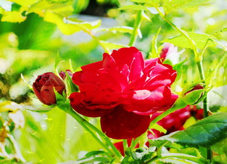 The mixed image of the view of the water on the glass and the view of the blooming Rose at the warm summer rainy day at the botanical garden. 