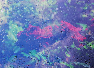 The mixed image of the view of the water on the glass and the view of the blooming Rose at the warm summer rainy day at the botanical garden. 