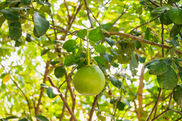 Graepfruit ripens on the tree  in the garden, Natural organic fruit and food nature background