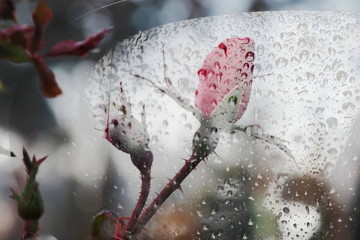 The mixed image of the view of the water on the glass and the view of the blooming Rose at the warm summer rainy day at the botanical garden. 