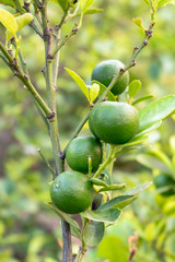 lemon or lime on the tree  in the garden, Natural organic fruit and food nature background