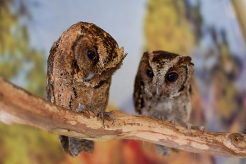 Two adorable owls on a branch