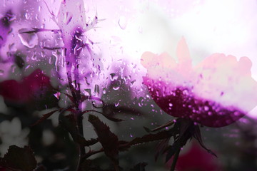 The mixed image of the view of the water on the glass and the view of the blooming Rose at the warm summer rainy day at the botanical garden. 