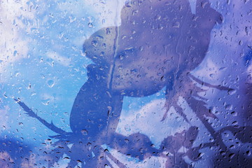 The mixed image of the view of the water on the glass and the view of the blooming Rose at the warm summer rainy day at the botanical garden. 