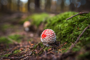 Amanita muscaria, commonly known as the fly agaric or fly amanita, is a basidiomycete of the genus...