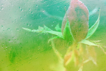 The mixed image of the view of the water on the glass and the view of the blooming Rose at the warm summer rainy day at the botanical garden. 