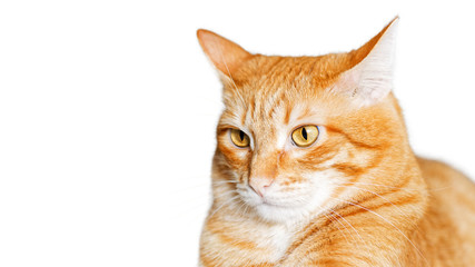 Closeup portrait of a red cat looking warily straight ahead isolated on white. Shallow focus. Copy space.