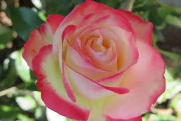 薔薇　ジュビレデュプリンスモナコ