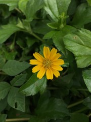yellow flower in the garden