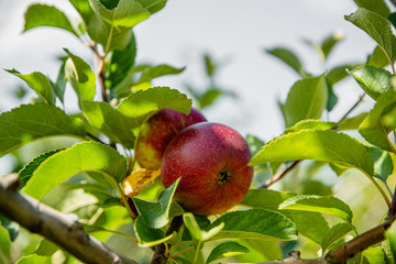 Fresh ripe apples on the branches in a rural garden.Close-up.