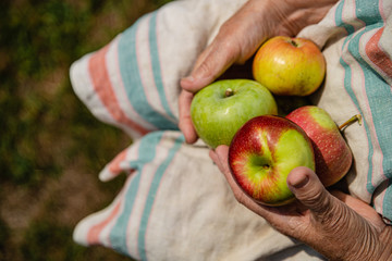 Fresh ripe apples in the hands of an old woman.Close-up.