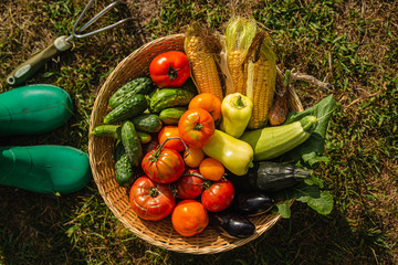 Basket with an assortment of ripe fresh homemade vegetables. Top view.
