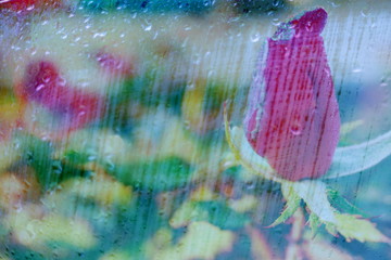 The mixed image of the view of the water on the glass and the view of the blooming Rose at the warm summer rainy day at the botanical garden. 