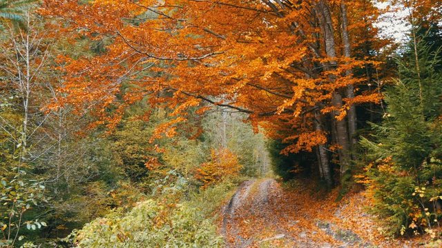 Beautiful autumn landscape. Yellow tree with fallen foliage stands on a mountain trail in the forest.