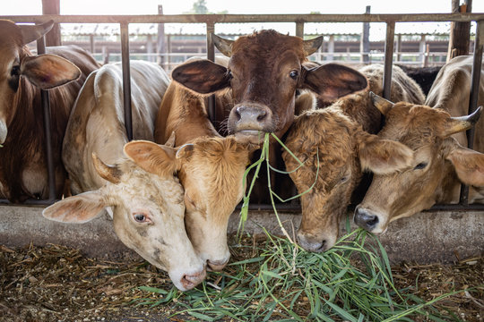 the cows in farm stock eating green grasses from farmer feeding