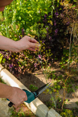 Woman cuts a sprig of ripe dill. Close-up.