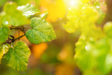 Closeup nature view of green leaf on blurred greenery background in garden with copy space using as background natural green plants landscape, ecology, fresh wallpaper concept, slective focus .