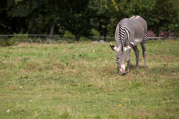 Fototapeta na wymiar A young zebra grazes on the grass in a zoo.