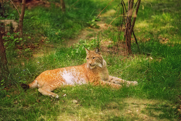 The common red lynx lies in the grass on a sunny summer day. Portrait of a lynx on a background of green grass, forest. Inhabitant of the forest. Predator.