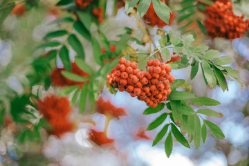 Rowan on a branch. Red rowan. Rowan berries on rowan tree. Sorbus aucuparia. - obrazy, fototapety, plakaty