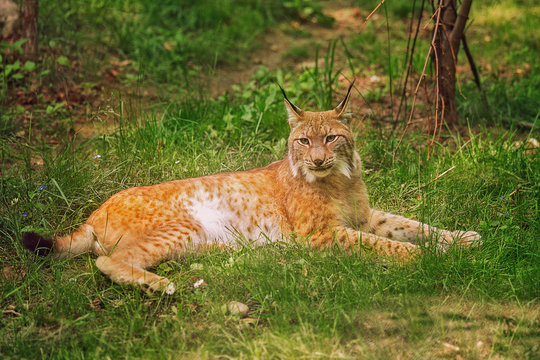 The common red lynx lies in the grass on a sunny summer day. Portrait of a lynx on a background of green grass, forest. Inhabitant of the forest. Predator.