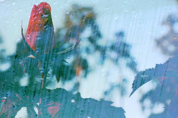 The mixed image of the view of the water on the glass and the view of the blooming Rose at the warm summer rainy day at the botanical garden. 