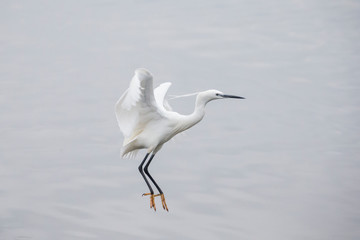 Little egret flying about to land.