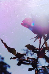 The mixed image of the view of the water on the glass and the view of the blooming Rose at the warm summer rainy day at the botanical garden. 