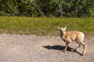 Naklejka na ściany i meble Young sheep on road edge of forest