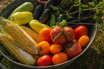 Assortment of fresh and tasty rustic vegetables. Corn, cucumbers, tomatoes, zucchini, eggplant and onions in an iron bowl. Close-up.