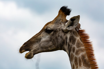 giraffe