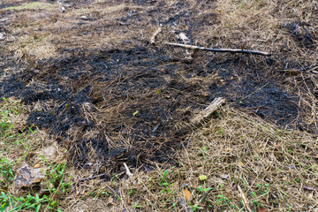 dry and burnt grass and black ashes