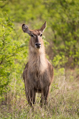 Waterbuck Deer portrait