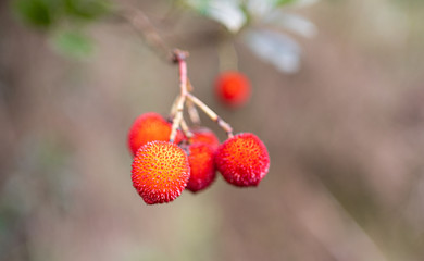red berries of raspberry on a branch