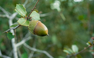 acorns on leaves