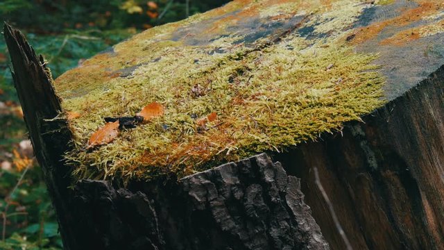 Big old stump covered with green moss in the forest. Sawn tree