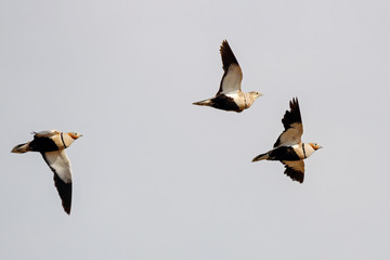 Black-bellied sandgrouse pterocles orientalis flock in flight under blue sky. Cute rare southern desert bird in wildlife.