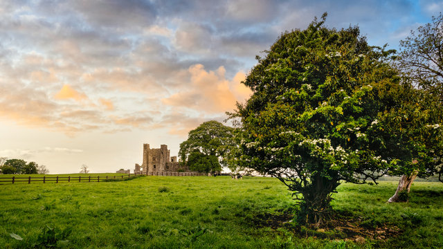 Ruins of old, 12th century Bective Abbey, large green trees and grazing cattle on green field. Dramatic sky at sunset. Count Meath, Ireland