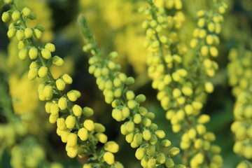 yellow flowers of the mahonie, wetted with fine raindrops