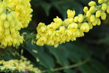 yellow flowers of the mahonie, wetted with fine raindrops