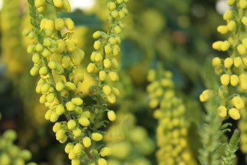 yellow flowers of the mahonie, wetted with fine raindrops