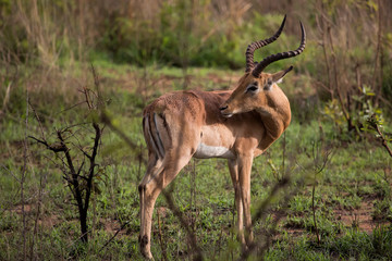 Male Impala Antelope with spiral horn