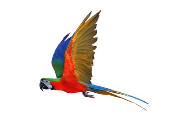 Macaw parrot flying isolated on white
