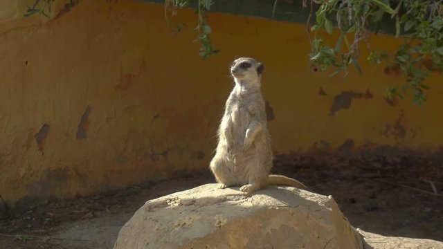 A lone meerkat sits on a stone and looks around. Meerkat in the African zoo in the open air. Animals Out of Will