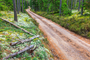 Naklejka premium Dirt road in a beautiful coniferous forest in the summer