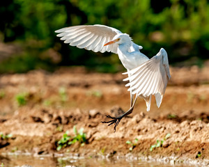 A cattle egret preparing for a land