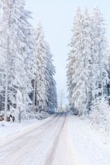 Winter forest landscape with a dirt road in the woodland
