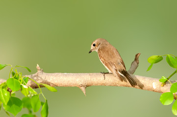 Asian brown flycatcher sitting on a tree watching curiously