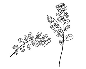 lingonberry or Vaccinium vitis-idaea plant simple vector illustration of a traced drawing with black ink