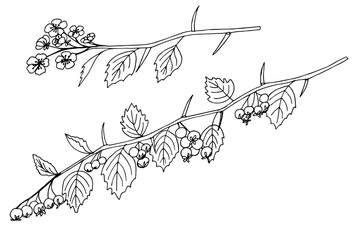 branch of redhaw hawthorn plant simple vector illustration of a traced drawing with black ink
